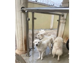 American Eskimo Dogs