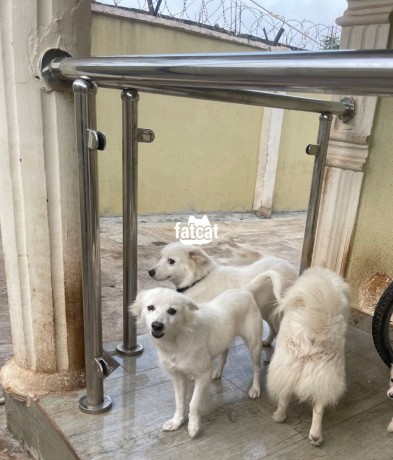 Classified Ads In Nigeria, Best Post Free Ads - american-eskimo-dogs-big-0