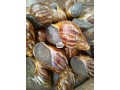 snails-small-0