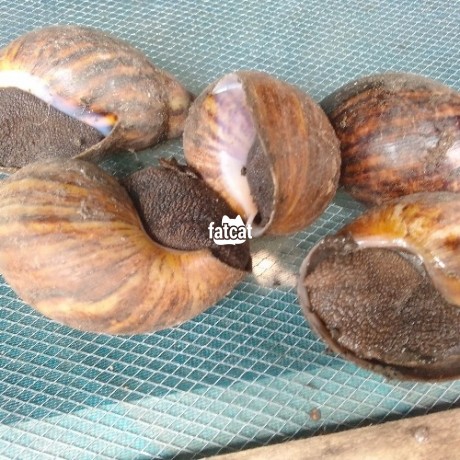 Classified Ads In Nigeria, Best Post Free Ads - snails-big-1