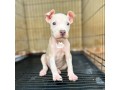 blue-eye-pitbull-pup-1st-shot-vaccine-received-with-pet-card-small-0