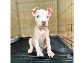 Blue Eye Pitbull Pup.. 1st Shot Vaccine Received With Pet Card