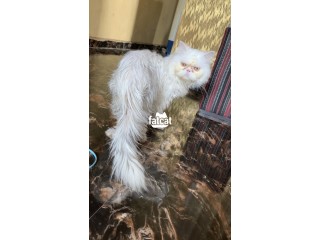 Pure white peaked face persian cat
