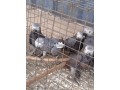 african-grey-parrot-small-0