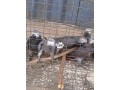 african-grey-parrot-small-2