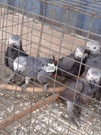 Classified Ads In Nigeria, Best Post Free Ads - african-grey-parrot-big-0