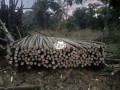 bamboo-poles-for-sale-small-0