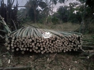 Bamboo Poles for sale
