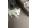 american-eskimo-male-active-for-crossing-neat-pure-breed-small-0