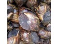 giant-african-land-snails-small-0