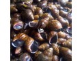 giant-african-land-snails-small-1