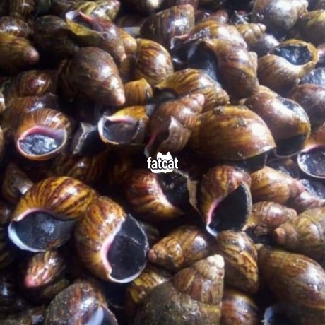 Classified Ads In Nigeria, Best Post Free Ads - giant-african-land-snails-big-1