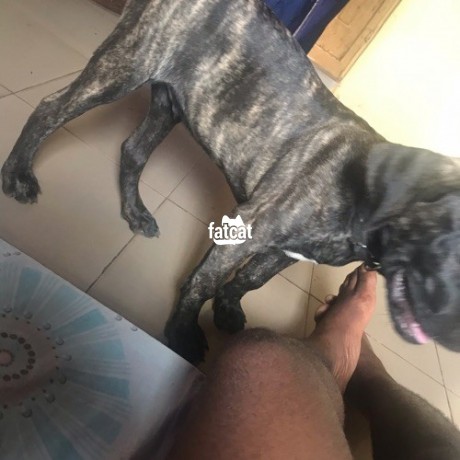 Classified Ads In Nigeria, Best Post Free Ads - boerboel-dog-big-0