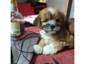 lhasa-apso-puppy-small-0