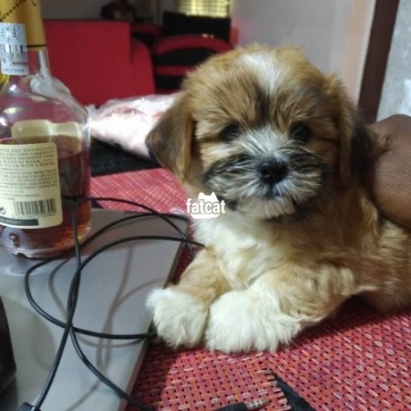 Classified Ads In Nigeria, Best Post Free Ads - lhasa-apso-puppy-big-0