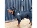 male-adult-box-head-rottweiler-small-1