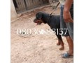 male-adult-box-head-rottweiler-small-0