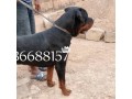 male-adult-box-head-rottweiler-small-2