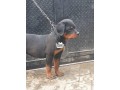 rottweilers-puppies-small-0