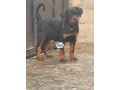 rottweilers-puppies-small-1