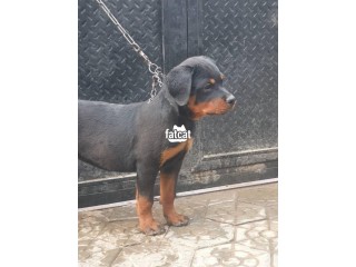 Rottweilers Puppies