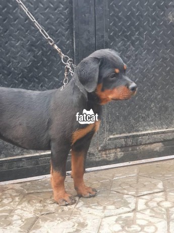 Classified Ads In Nigeria, Best Post Free Ads - rottweilers-puppies-big-0