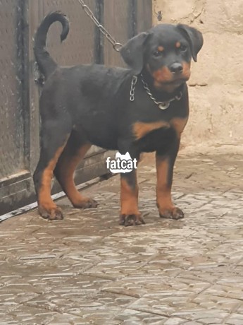 Classified Ads In Nigeria, Best Post Free Ads - rottweilers-puppies-big-1