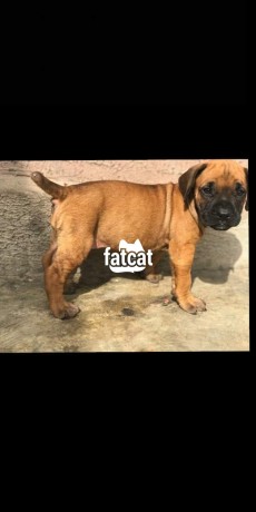 how much does a purebred boerboel cost