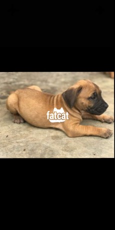 Classified Ads In Nigeria, Best Post Free Ads - purebred-boerboel-puppies-big-0