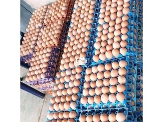 Fresh Eggs