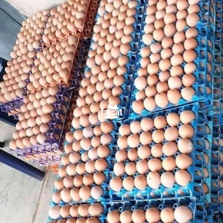 Classified Ads In Nigeria, Best Post Free Ads - fresh-eggs-big-0