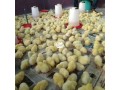 day-old-broiler-small-0