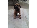 pure-bull-mastiff-dogpuppy-small-1