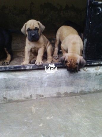 Classified Ads In Nigeria, Best Post Free Ads - pure-bull-mastiff-dogpuppy-big-0