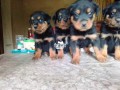 rottweiler-puppies-small-0