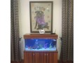 lovely-standing-aquarium-small-1