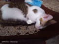 halal-cats-and-kittens-small-1