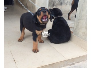 Cute Pure full breed Rottweiler Dog/puppy for Sale