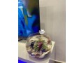 fish-bowl-aquarium-small-2