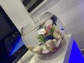 fish-bowl-aquarium-small-0