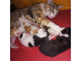 Cats & Kittens for Sale