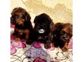 lhasa-apso-puppies-dogs-small-2