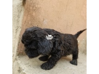 Lhasa Apso Puppies Dogs