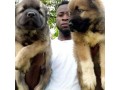 caucasian-shepherd-puppies-small-0