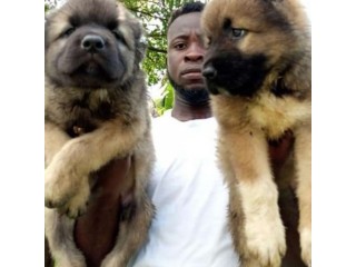 Caucasian shepherd puppies
