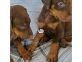 dorberman-puppies-small-0