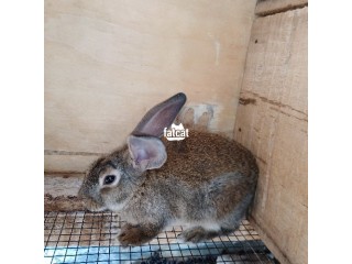 Standard chinchilla rabbit