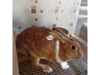 Dutch rabbit