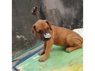 2mths female boerboel puppy available for sale