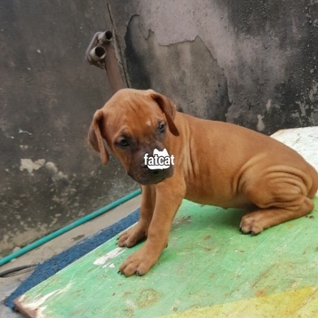 Classified Ads In Nigeria, Best Post Free Ads - 2mths-female-boerboel-puppy-available-for-sale-big-0